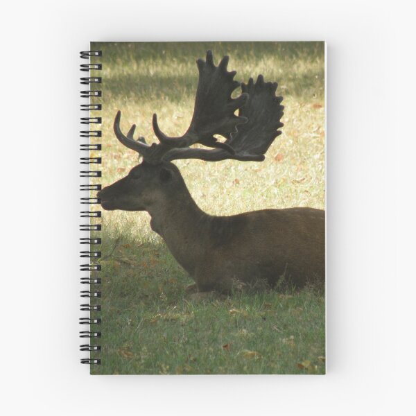 Item preview, Fallow Deer Stag Silhouette Photograph designed and sold by naturegallery.