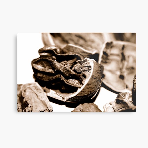 Pecan Shells Gifts & Merchandise Redbubble