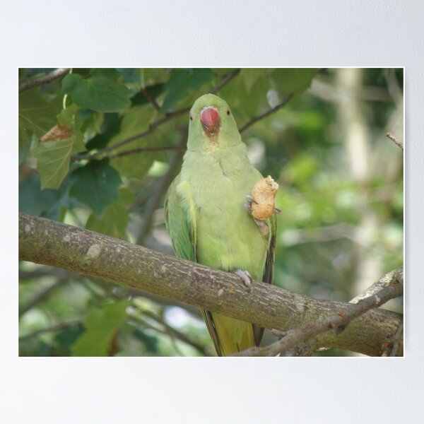 Item preview, Funny Ring Necked Parakeet and Peanut Photograph designed and sold by naturegallery.