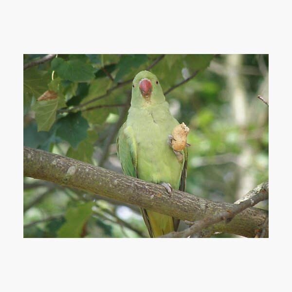Item preview, Funny Ring Necked Parakeet and Peanut Photograph designed and sold by naturegallery.