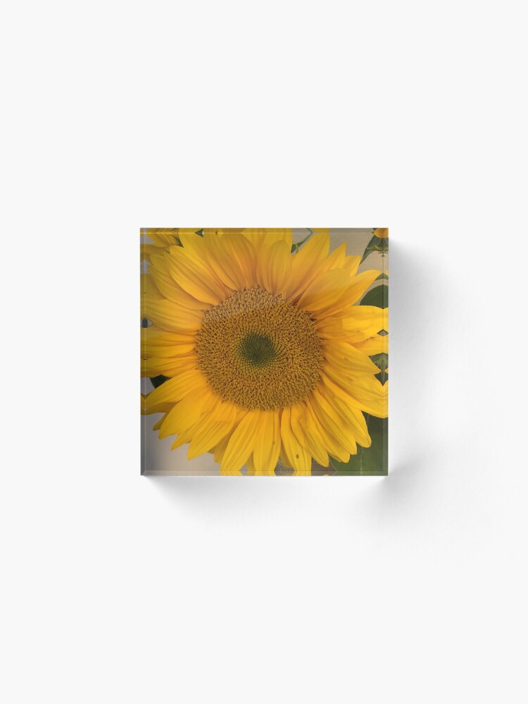 Alternate view of Sunflower, Yellow flower, Sunflower mask Acrylic Block