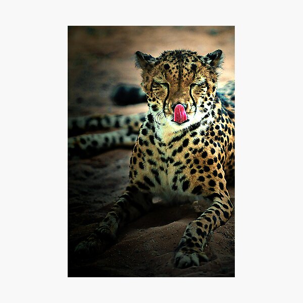 The fickle feline Photographic Print