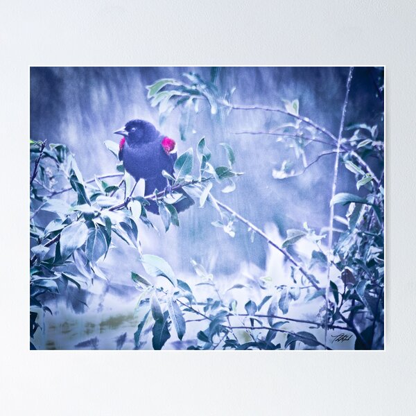 Item preview, RedWingedBlack Bird designed and sold by Theodore Black.