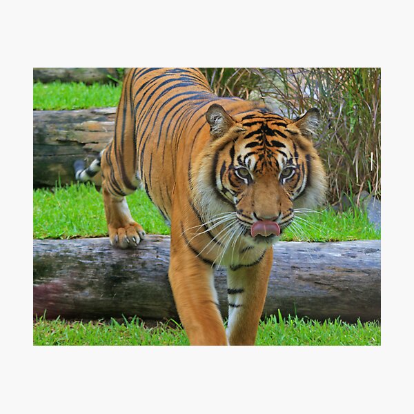 Hungry? Photographic Print