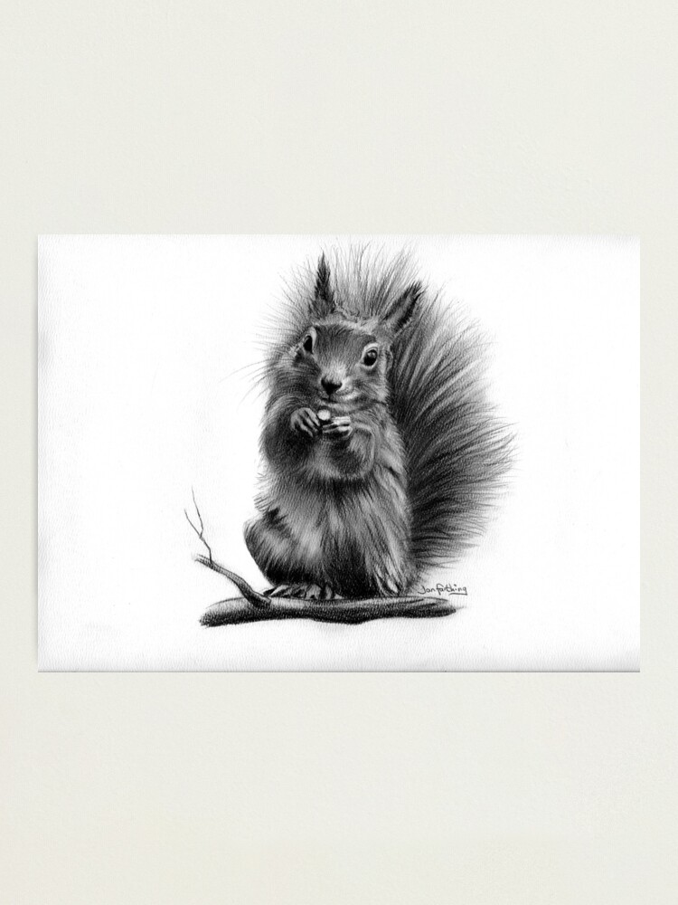Alternate view of Red squirrel Photographic Print