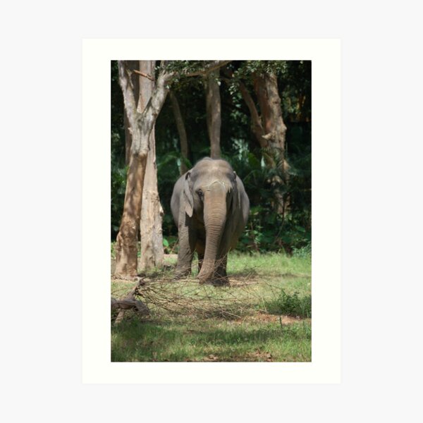 Indian Elephant Art Print