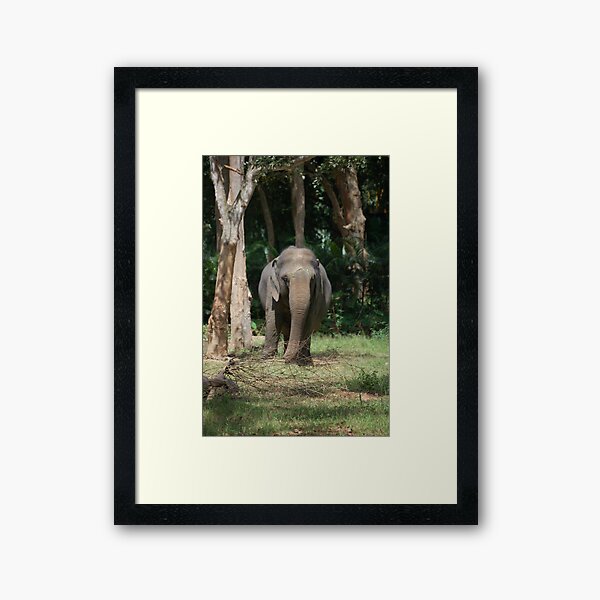 Indian Elephant Framed Art Print