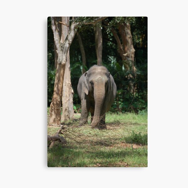 Indian Elephant Canvas Print