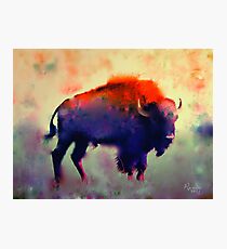 Bison Photographic Print