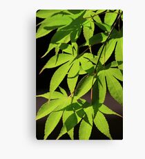 Green Japanese Maple Canvas Print