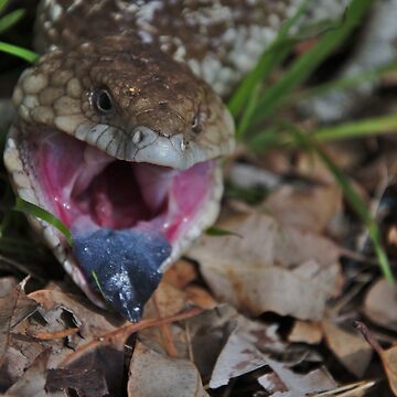 Artwork thumbnail, Lizards - Angry Blue Tongue Lizard in Gingin, Western Australia by Jason Gilbert