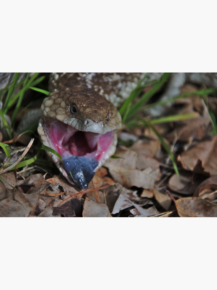 Thumbnail 3 of 3, Sticker, Lizards - Angry Blue Tongue Lizard in Gingin, Western Australia designed and sold by lucky6photos.