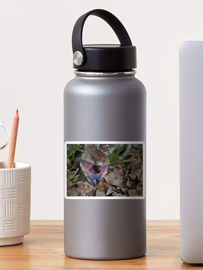 Thumbnail 1 of 3, Sticker, Lizards - Angry Blue Tongue Lizard in Gingin, Western Australia designed and sold by lucky6photos.