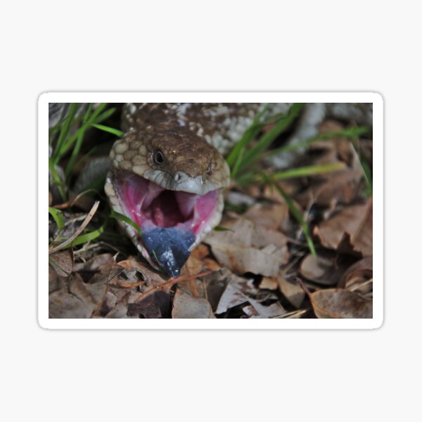 Item preview, Lizards - Angry Blue Tongue Lizard in Gingin, Western Australia  designed and sold by Jason Gilbert.