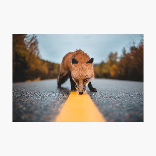 Item preview, Fox in the middle of the road designed and sold by erikallen920.