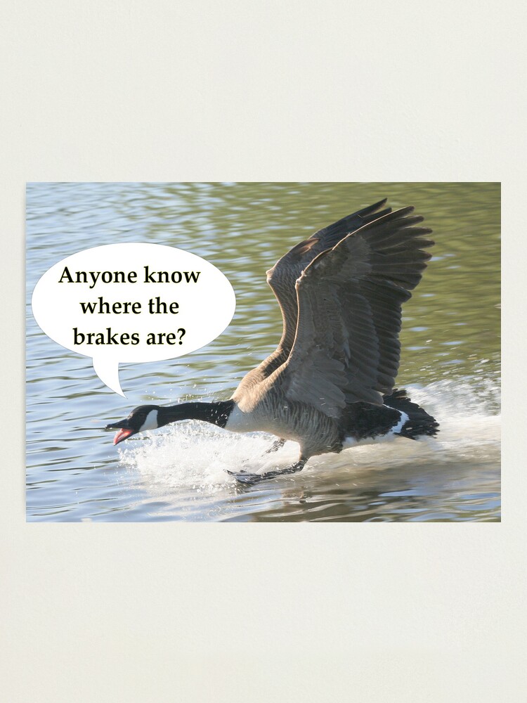 Alternate view of Bird Brakes Photographic Print