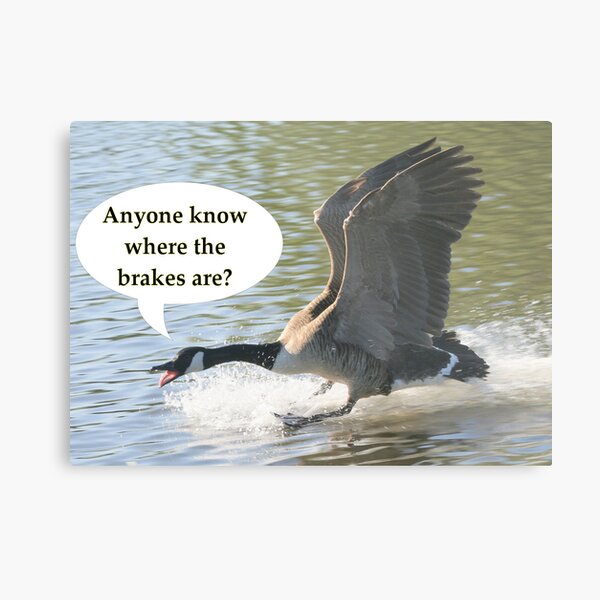 Bird Brakes Metal Print