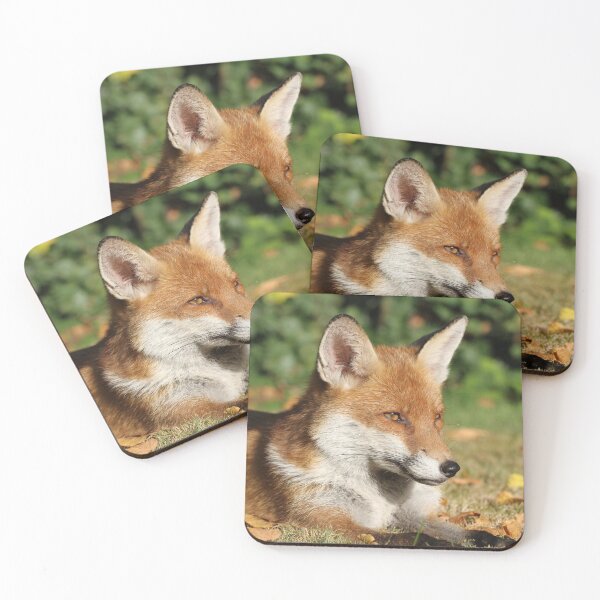 Wanstead Fox. Coasters (Set of 4)