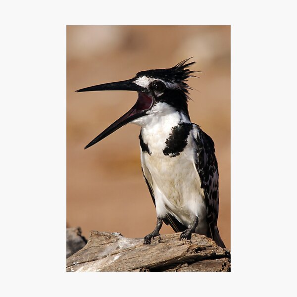 Pied Kingfisher Photographic Print