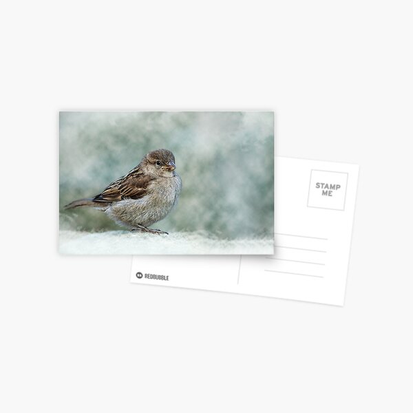Sparrow Postcard