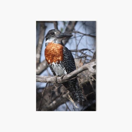 Giant Kingfisher Art Board Print