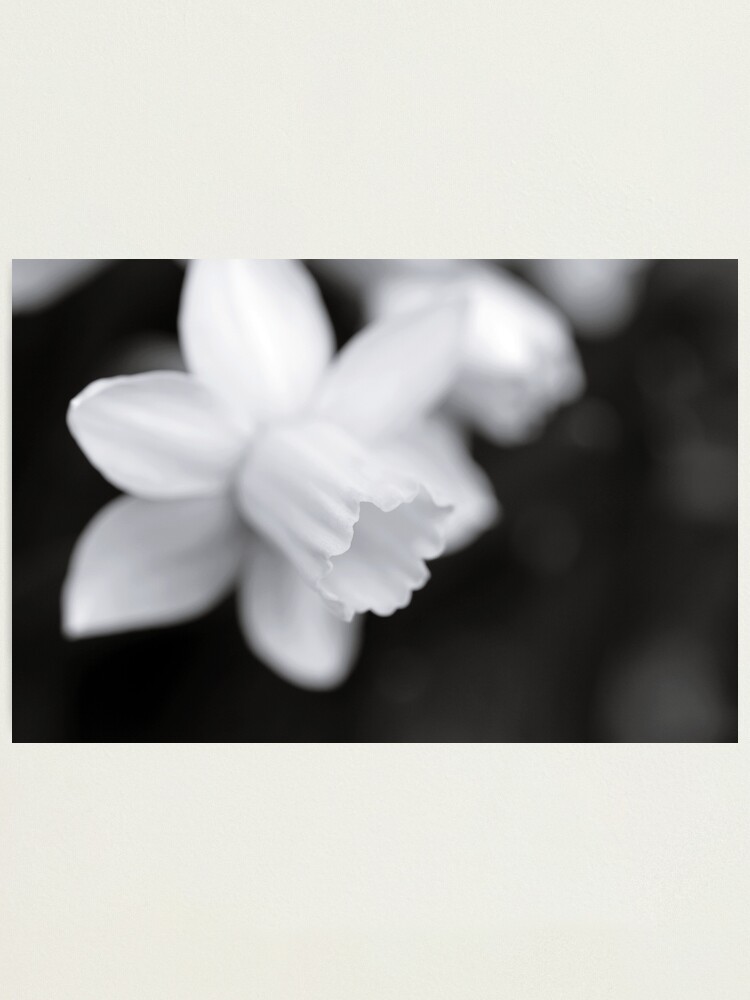Alternate view of Softly Photographic Print