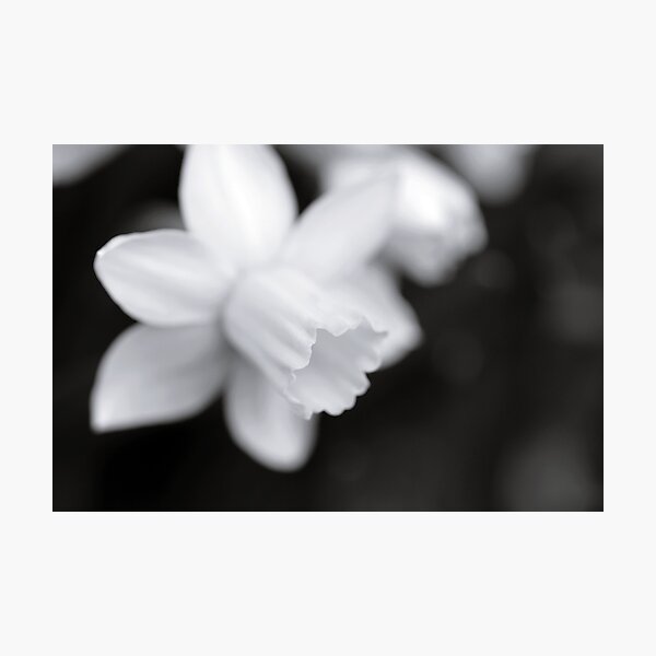 Softly Photographic Print