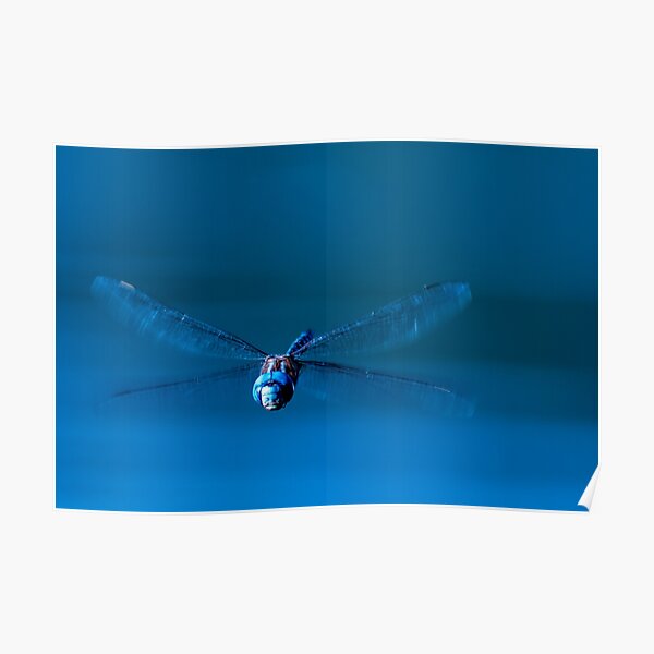 Funny Face Dragonfly Poster