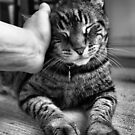 My Sweet Tsavo by Amy E. McCormick