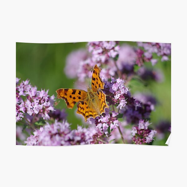 Comma Butterfly Poster