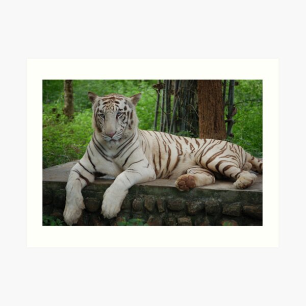 White Tiger Art Print