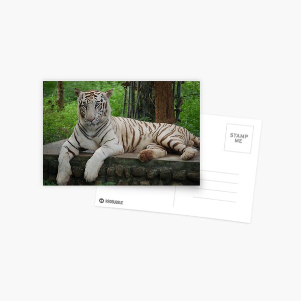 White Tiger Postcard