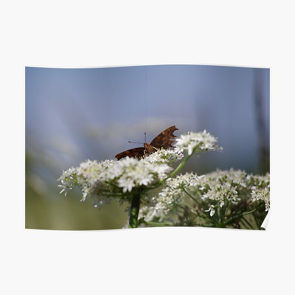 Comma Butterfly Poster