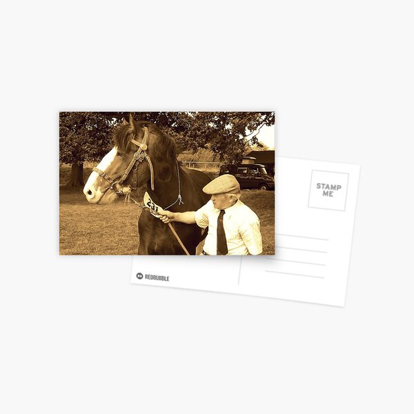 Shire Horse and handler Postcard