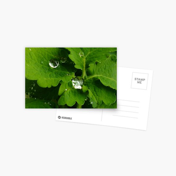 Water diamonds Postcard
