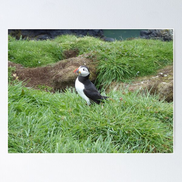 Item preview, Scottish puffin outside burrow designed and sold by Theconkertree.