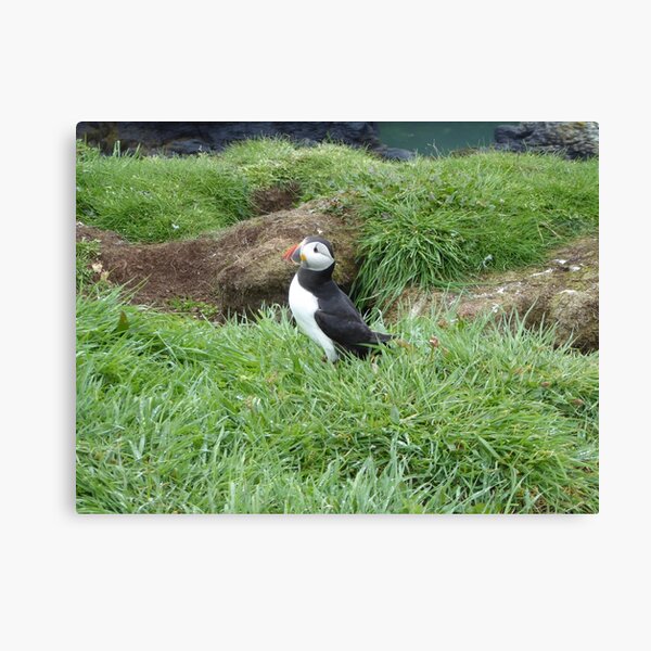Scottish puffin outside burrow Canvas Print