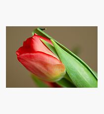 Spring is here :) Photographic Print