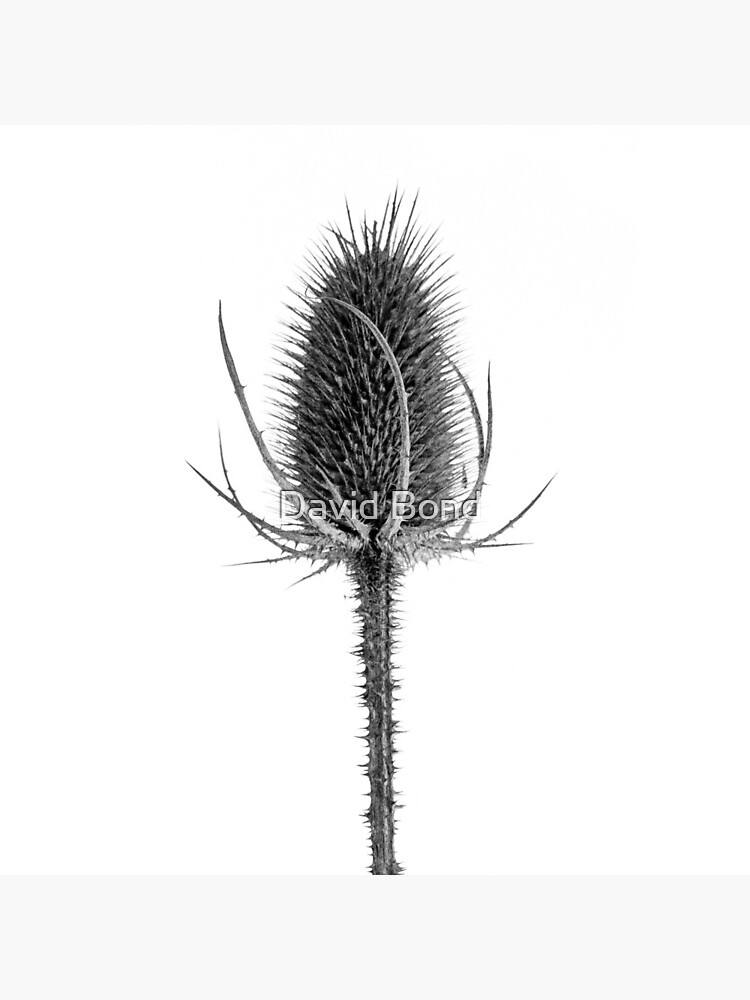Teasel in Winter by DaveBond