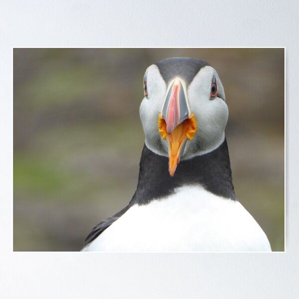 Item preview, Scottish puffin with beak open designed and sold by Theconkertree.