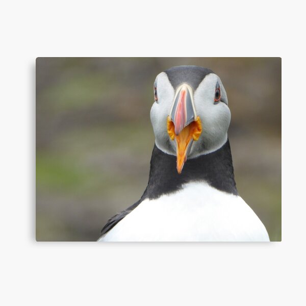 Scottish puffin with beak open Canvas Print