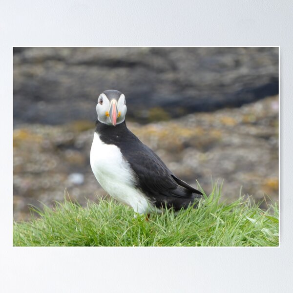 Item preview, Scottish puffin looking thoughtful designed and sold by Theconkertree.