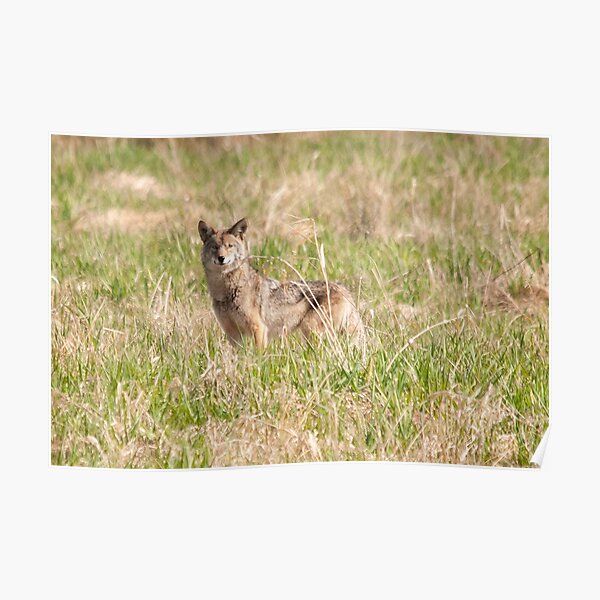 Coyote Takes a Stance Poster