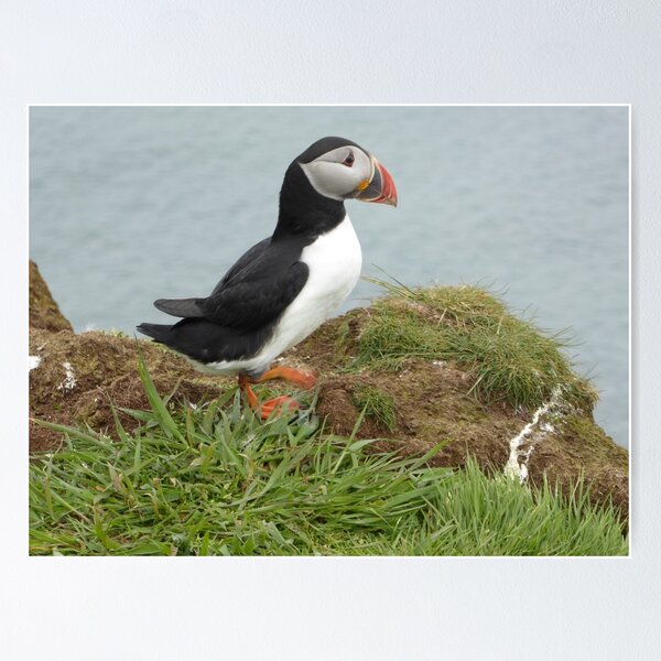 Item preview, Scottish puffin gazing out to sea designed and sold by Theconkertree.