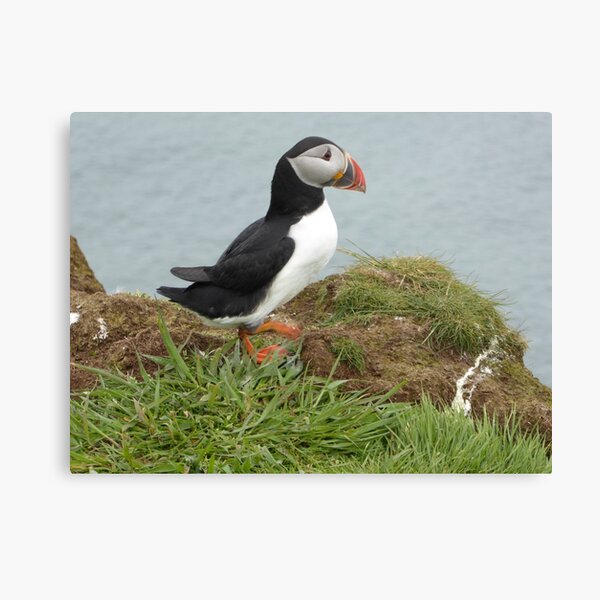 Scottish puffin gazing out to sea Canvas Print
