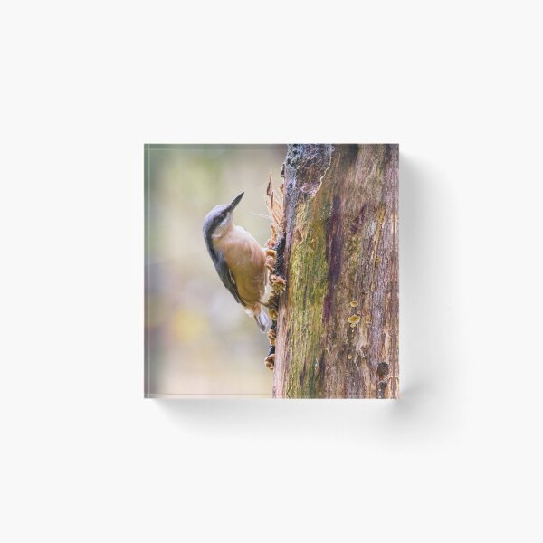 Item preview, Nuthatch Bird (Sitta europaea) designed and sold by Rob Cole Photography.