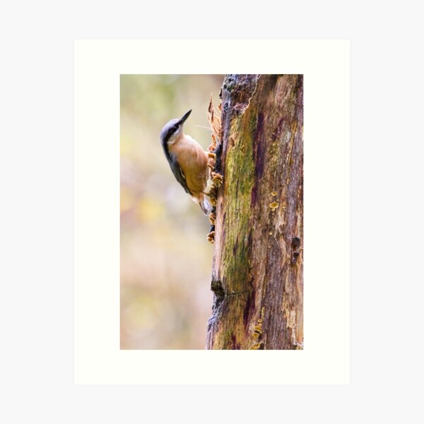 Item preview, Nuthatch Bird (Sitta europaea) designed and sold by Rob Cole Photography.
