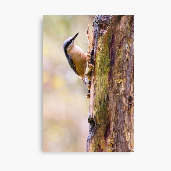 Item preview, Nuthatch Bird (Sitta europaea) designed and sold by Rob Cole Photography.
