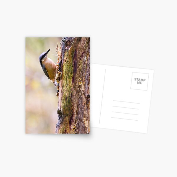 Item preview, Nuthatch Bird (Sitta europaea) designed and sold by Rob Cole Photography.