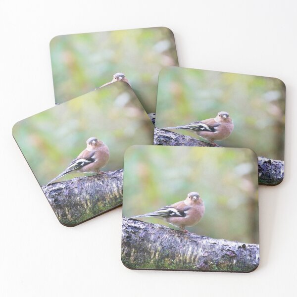 Item preview, Female Chaffinch (Fringilla coelebs) in Woodland designed and sold by Rob Cole Photography.